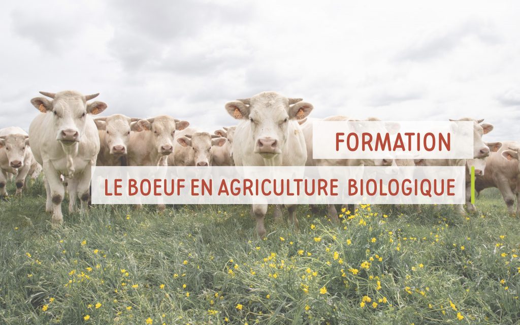 Formation - Le boeuf en Agriculture Biologique